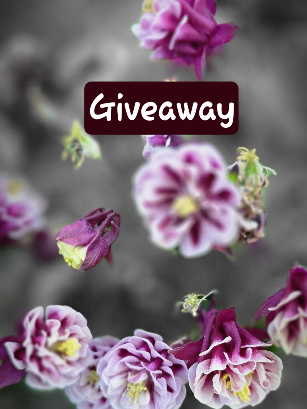 Giveaway